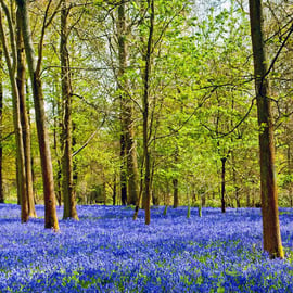 Bluebell Woods Greys Court Oxfordshire England UK 18"X12" Print