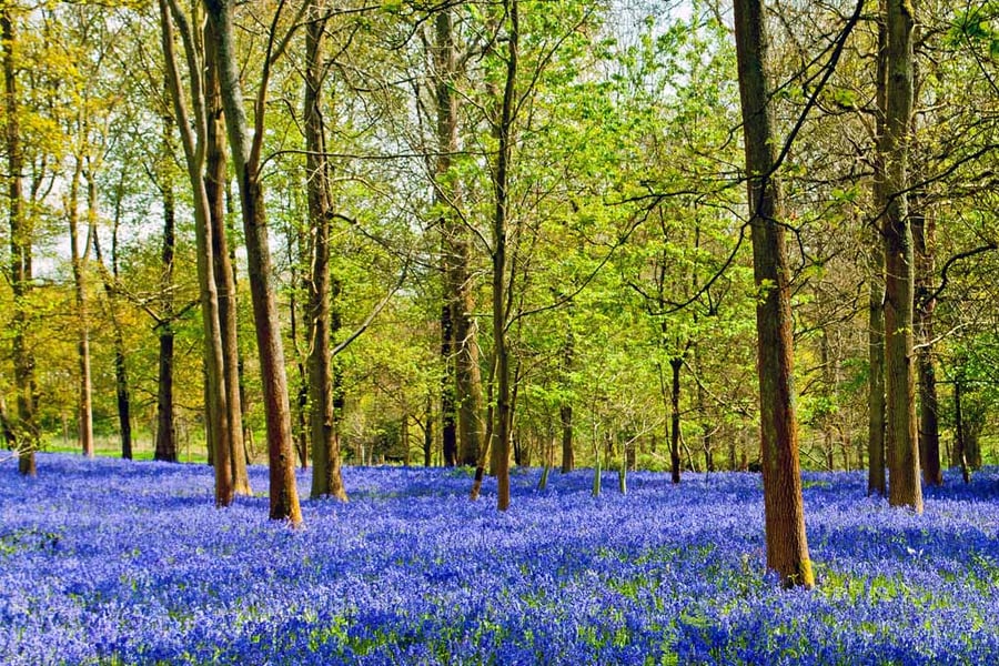 Bluebell Woods Greys Court Oxfordshire England UK 18"X12" Print