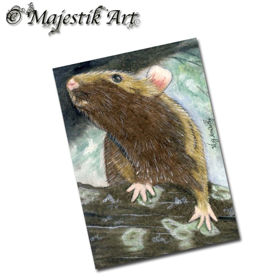 Archival ACEO Rat Print 'Can you see me?' By V Kenworthy