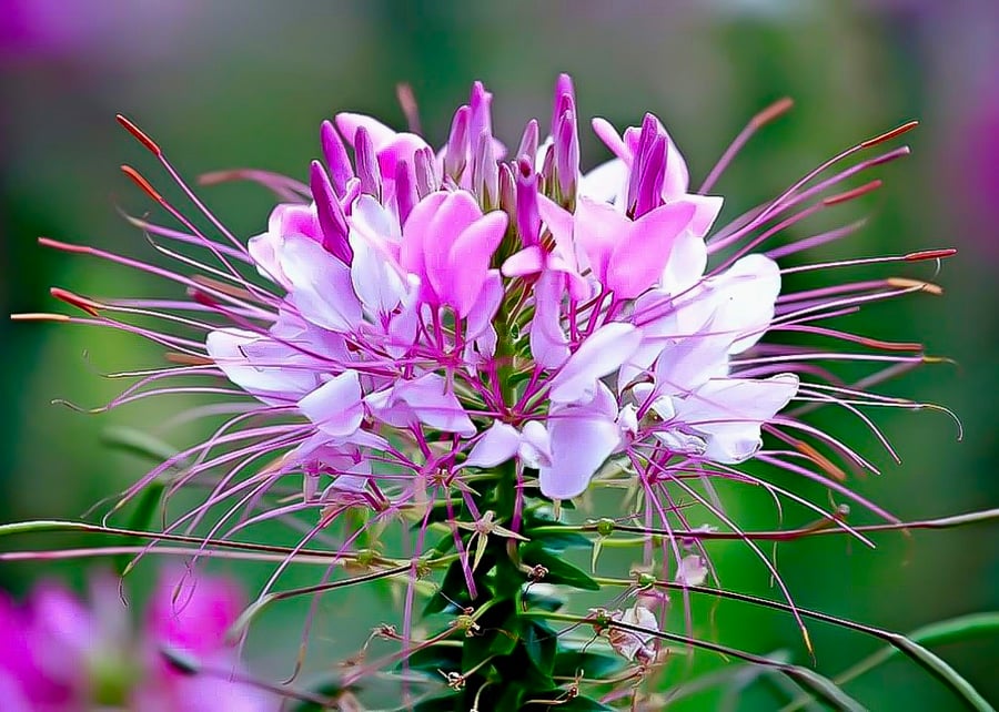 Spider Flower - Photographic Print Greetings Card