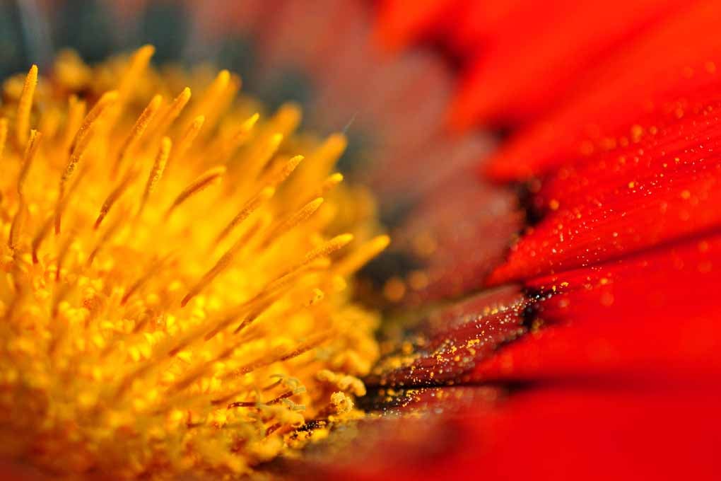 Orange Gazania African Daisies Summer Flower Photograph Print