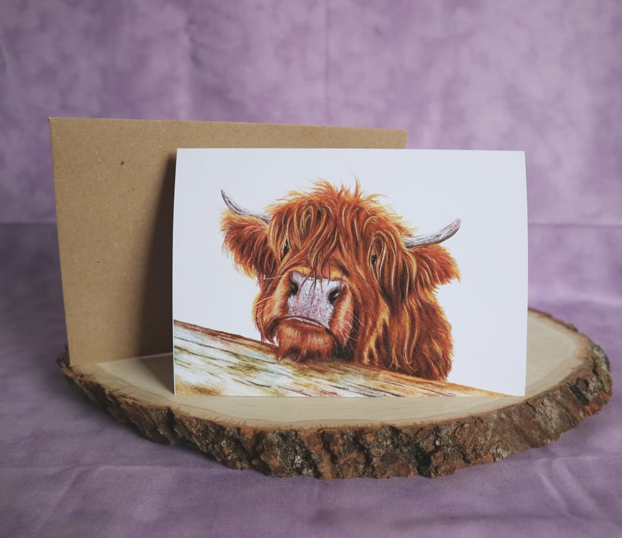 GC14 "Harry" the Highland Coo