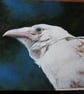 Studio Sale! Stately White raven oil painting