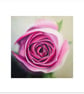 Pink Rose Art Print – Floral Wall Art – Botanical Giclée Print (Unframed)