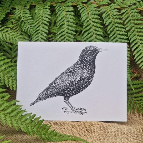 European starling card