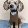 Chinese Crested 
