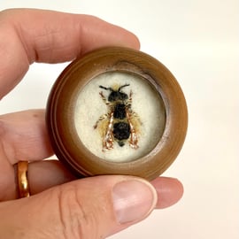 103b - Andrena bucephala or Female Big-headed Mining Bee - bee art