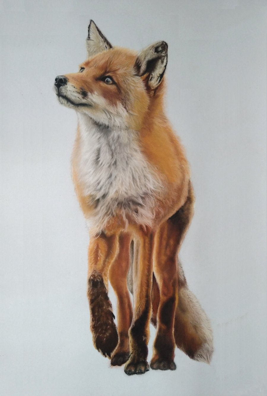 A3 Fox Giclee Print