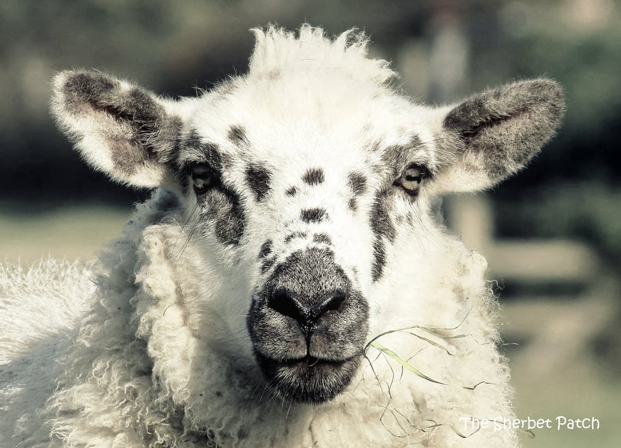 Sheep card.  A card featuring an original photograph. Blank inside.