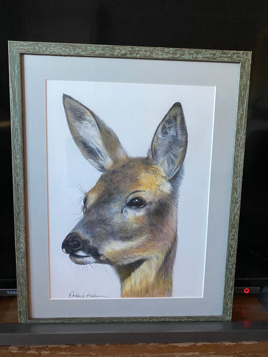 Original framed coloured pencil artwork Roe Deer 