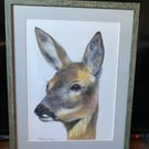 Original framed coloured pencil artwork Roe Deer 