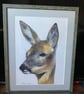Original framed coloured pencil artwork Roe Deer 