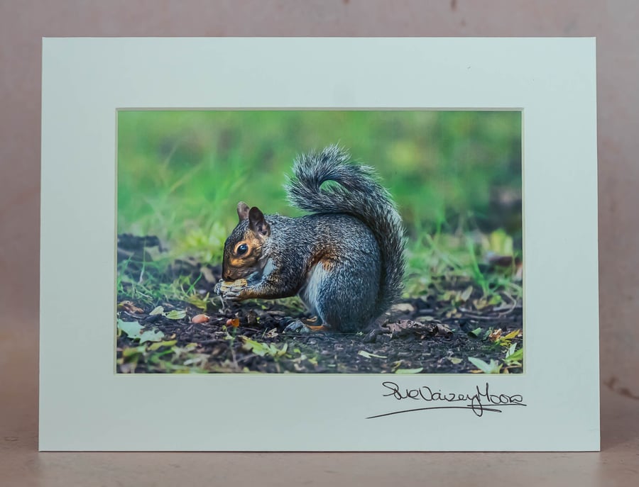 Grey Squirrel - Mounted and Hand Signed 4x6 Photograph. Limited Edition (1 of 5)