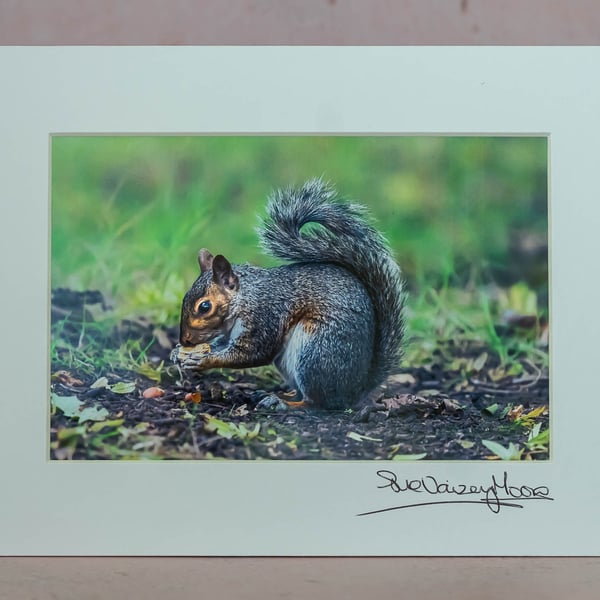 Grey Squirrel - Mounted and Hand Signed 4x6 Photograph. Limited Edition (1 of 5)