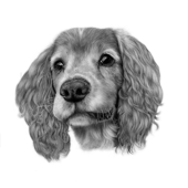 LauraFalconerFineArt