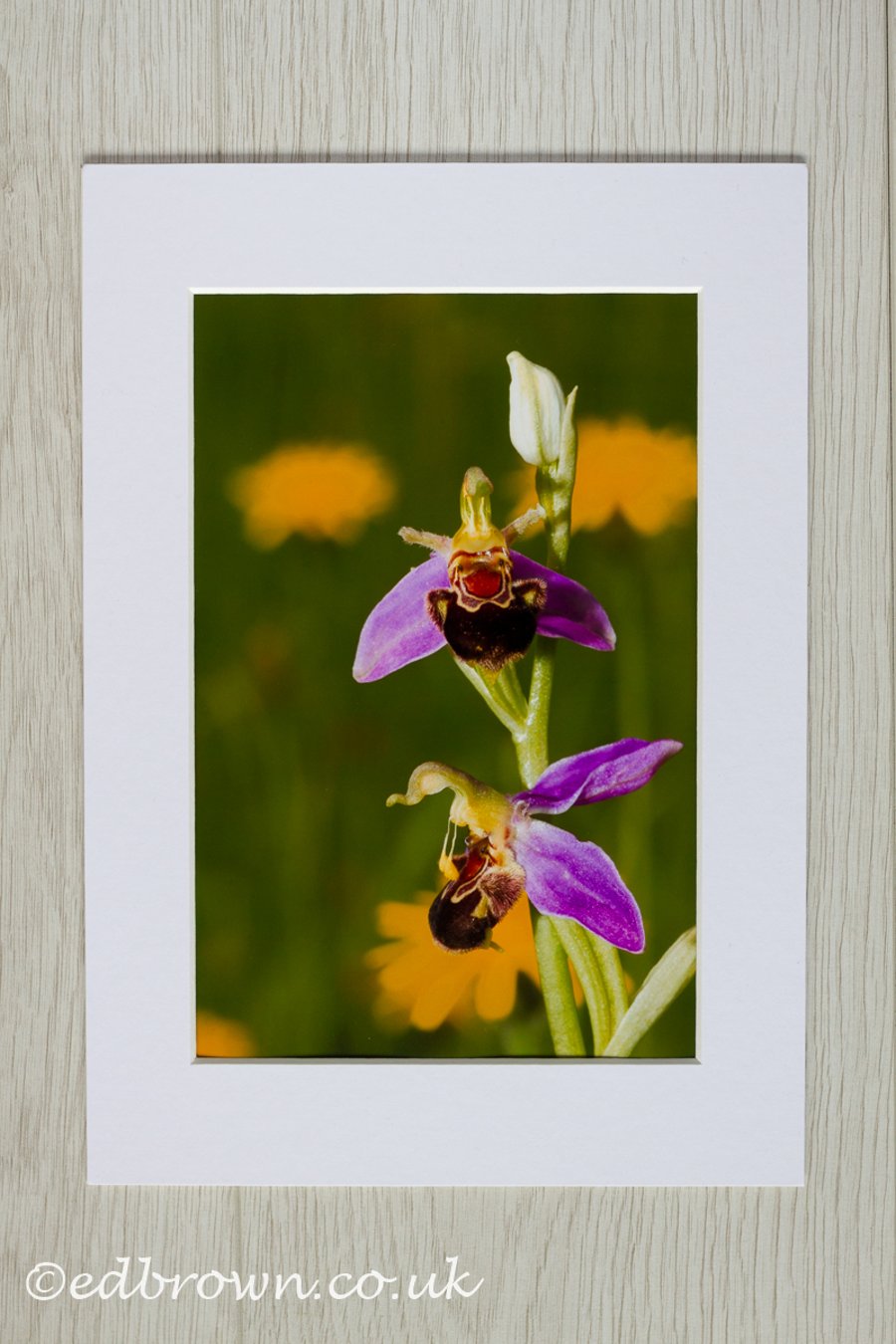 Bee orchid photographic print