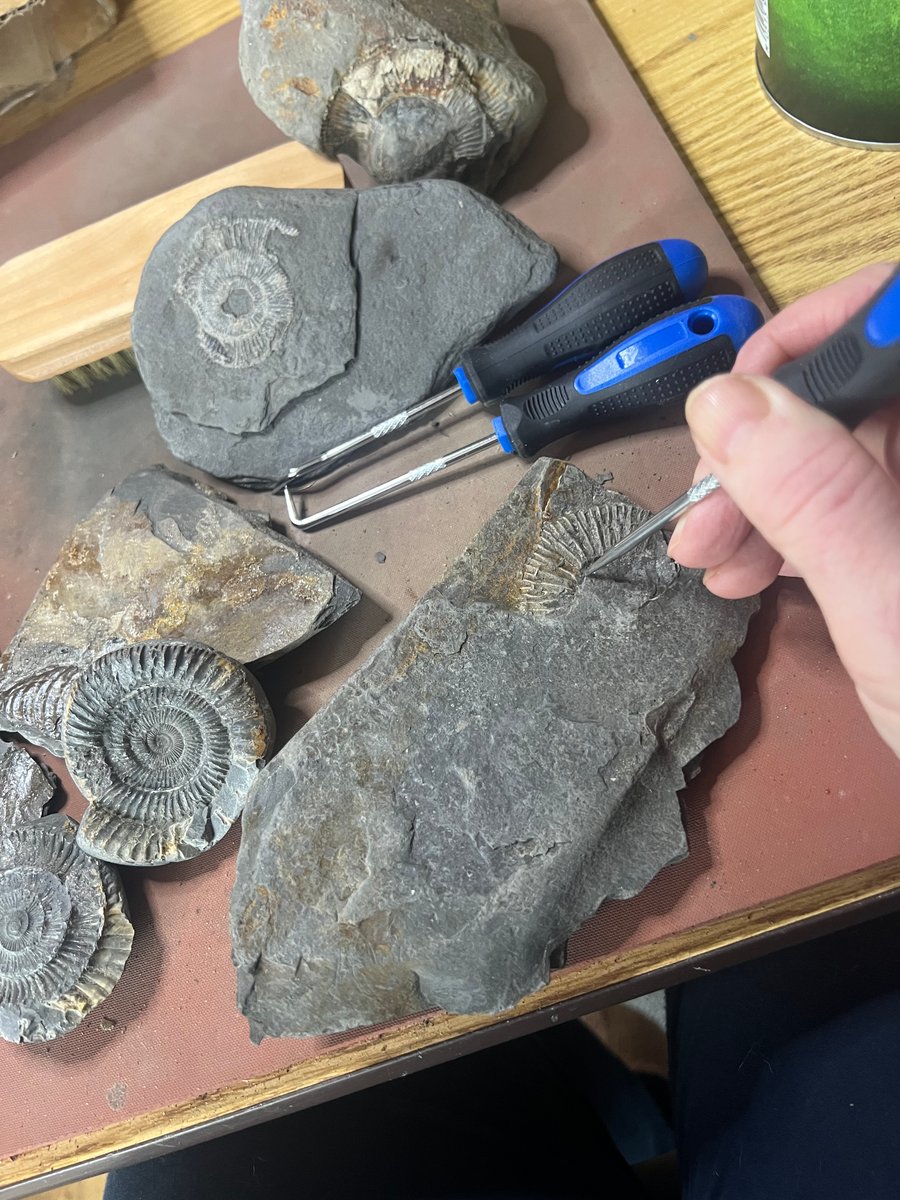 WhitbyFossilGifts