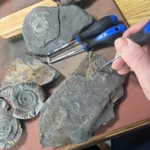 WhitbyFossilGifts