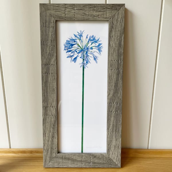 'Agapanthus' 10" x 4" Framed Print