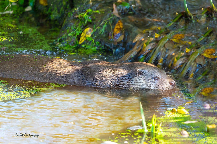 Swimming Otter - Original Hand-Signed A4 Mounted Photo
