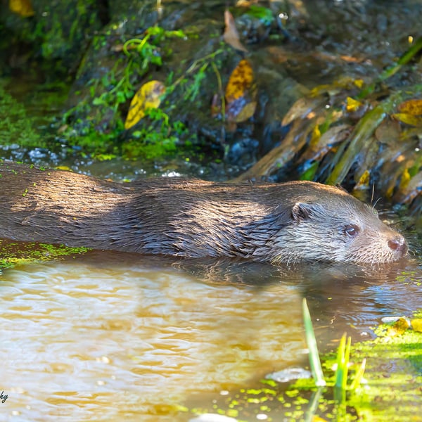 Swimming Otter - Original Hand-Signed A4 Mounted Photo