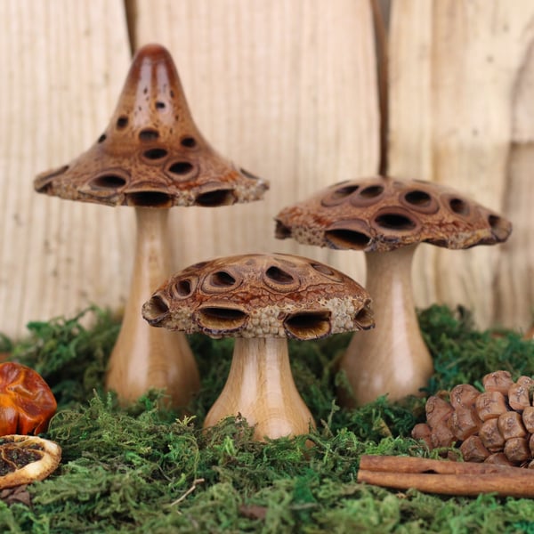 Group of 3 turned wooden mushrooms, made from Banksia seed pods and Beech. VG48