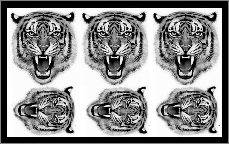 Temporary Tiger Tattoo