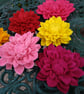 Dahlia - Image 3
