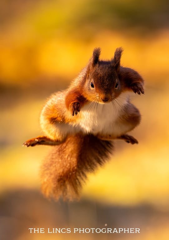 Red Squirrel print (Limited edition of 10)