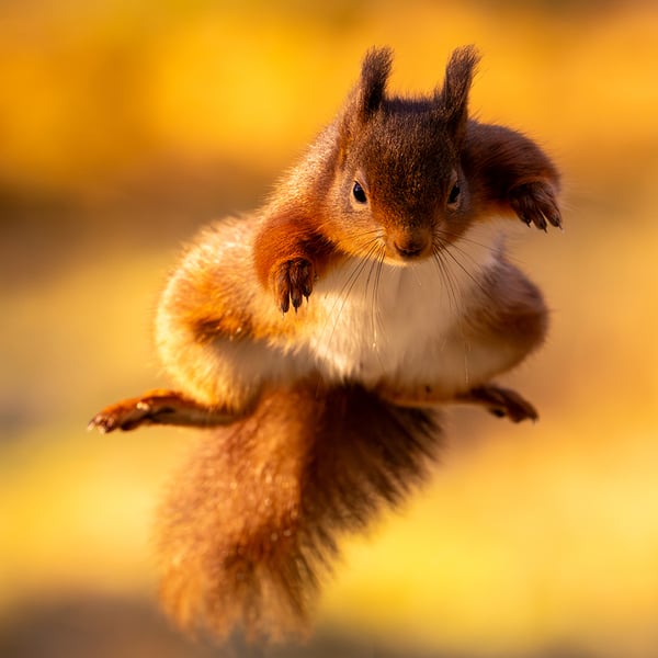 Red Squirrel print (Limited edition of 10)