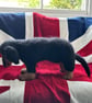 Mini Dachshund - Image 2