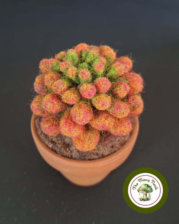 Needle Felted Succulent. Sedum .Real Terracotta Pot. Sedum Crassulacaea.