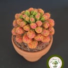 Needle Felted Succulent. Sedum .Real Terracotta Pot. Sedum Crassulacaea.