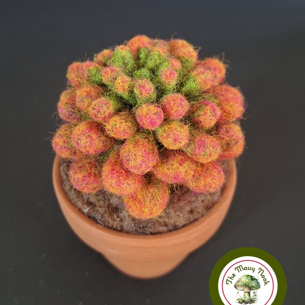 Needle Felted Succulent. Sedum .Real Terracotta Pot. Sedum Crassulacaea.