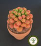 Needle Felted Succulent. Sedum .Real Terracotta Pot. Sedum Crassulacaea. - Image 1