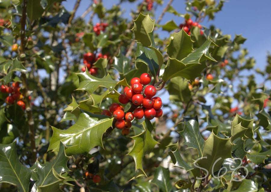 Vibrant Holly