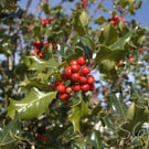 Vibrant Holly