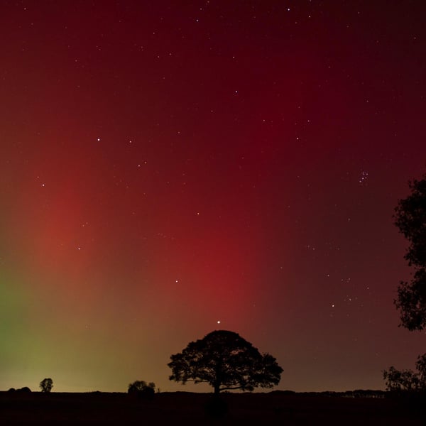 Norther Lights aurora tree print