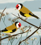 Goldfinches - garden birds - bird art print