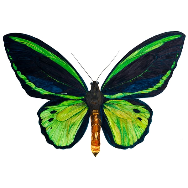 Common green birdwing butterfly print from original watercolour artwork