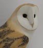 Barn owl - Image 4