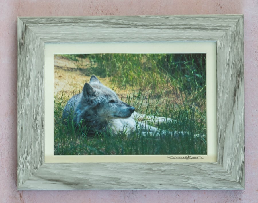 Grey Wolf Chilling Out - Original Photo