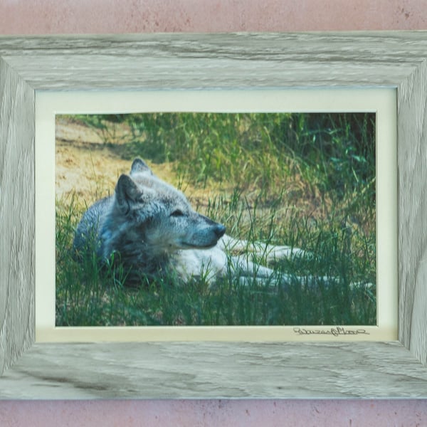 Grey Wolf Chilling Out - Original Photo