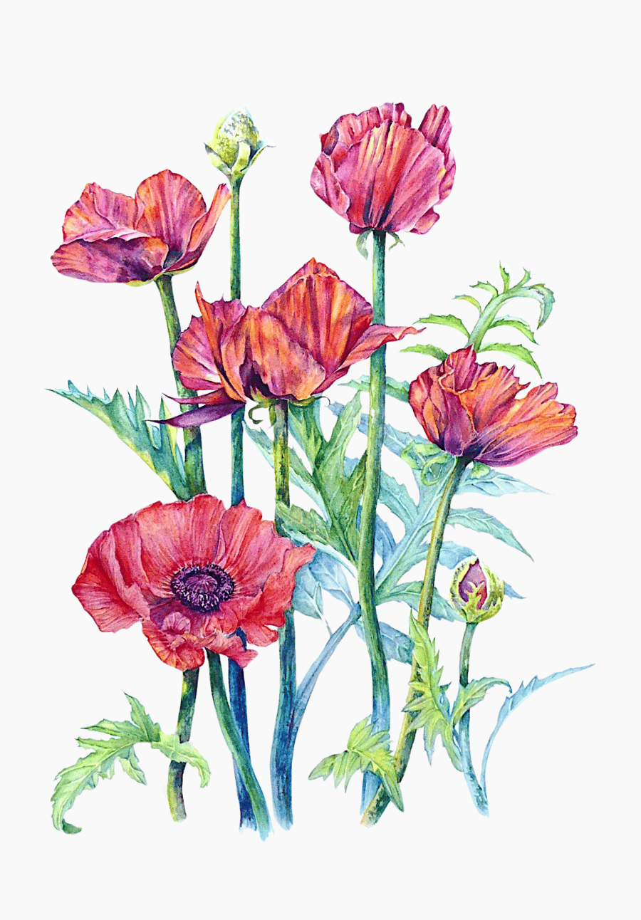 Red Poppy Original Flower Watercolour Painting Contemporary Botanical Art