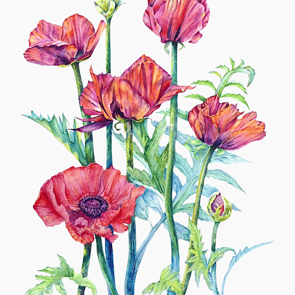 Red Poppy Original Flower Watercolour Painting Contemporary Botanical Art