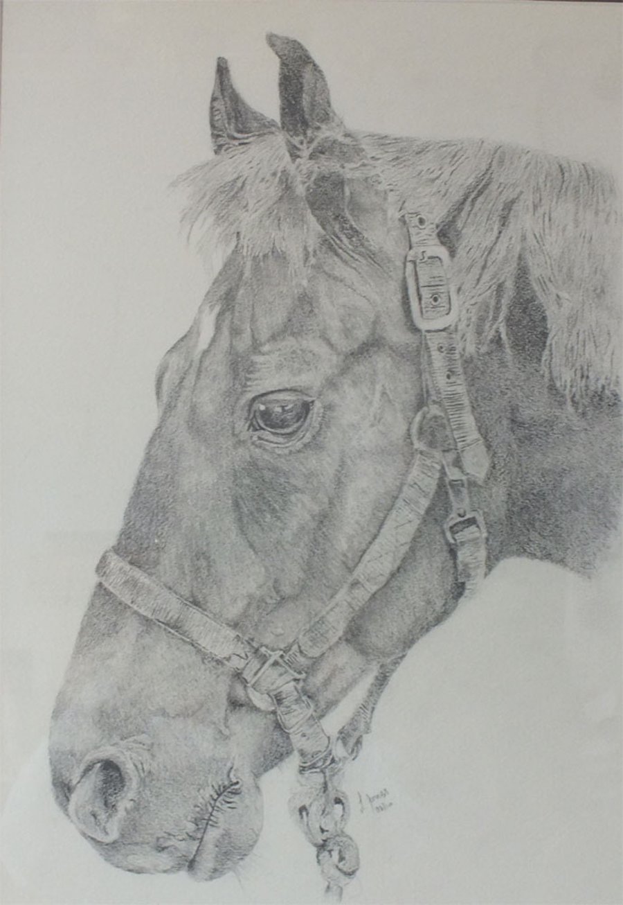 Original artwork - graphite pencil drawing of a horse's head