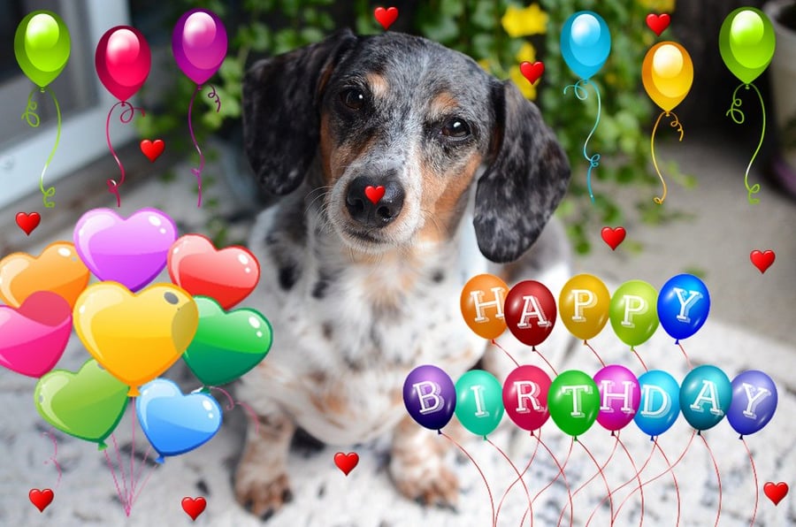 Happy Birthday Sausage Dog Card A5