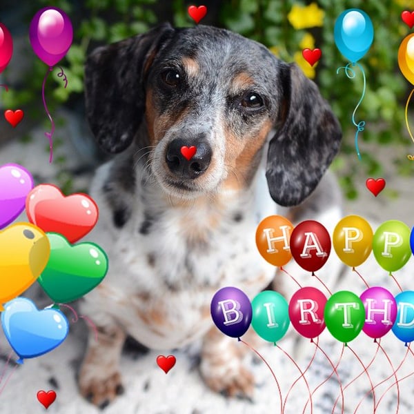 Happy Birthday Sausage Dog Card A5