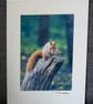Original Hand-Signed Limited Edition Photos of Red Squirrels - Image 4