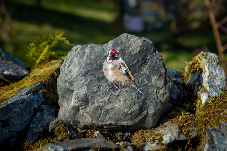 Goldfinch (001)